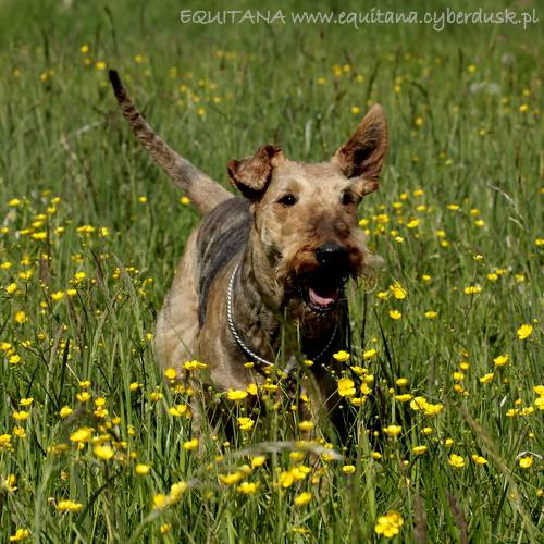 airedale-terrier314