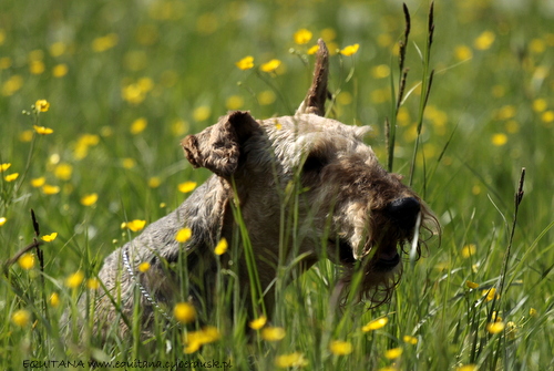 airedale-terrier316