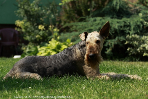 airedale-terrier317