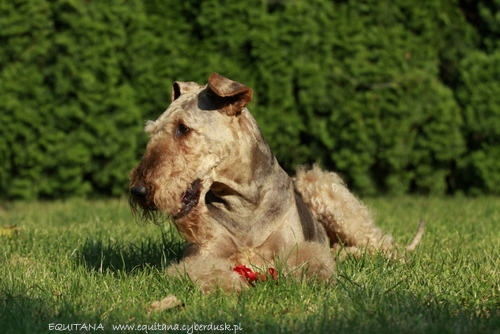 airedale-terrier318