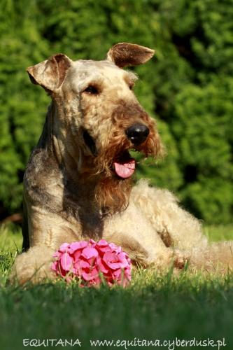 airedale-terrier319