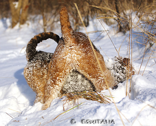 airedale-terrier32