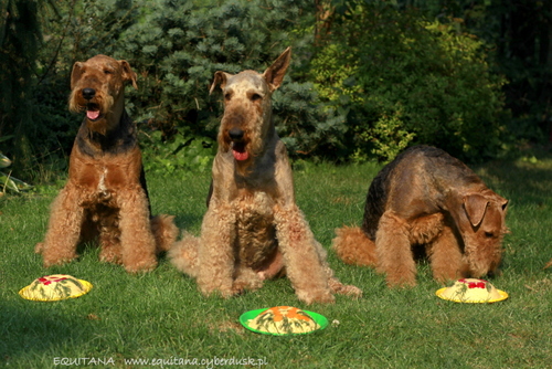 airedale-terrier320