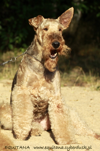 airedale-terrier322