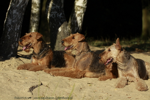 airedale-terrier323