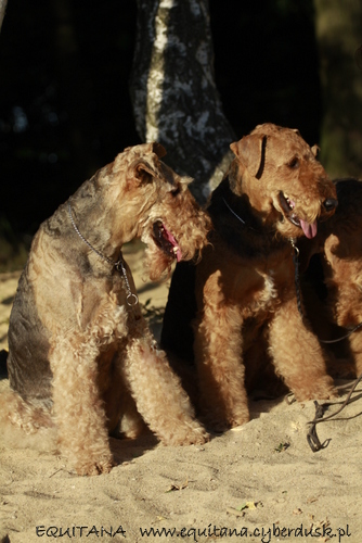 airedale-terrier324