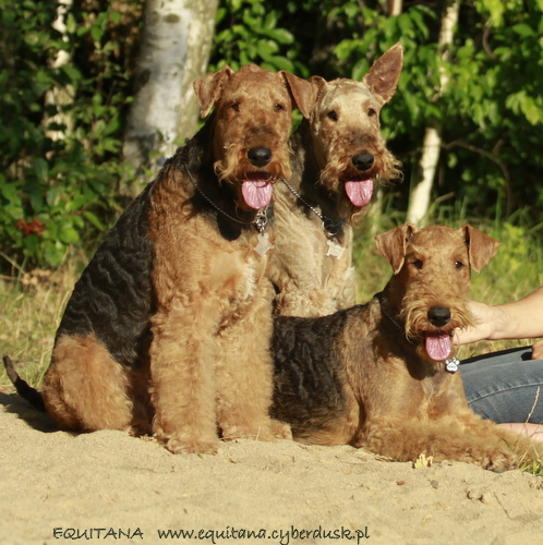 airedale-terrier325