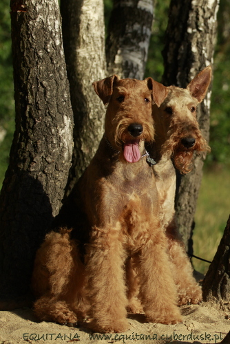 airedale-terrier327