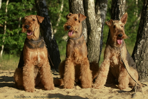 airedale-terrier328