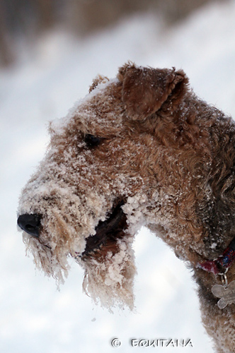 airedale-terrier33