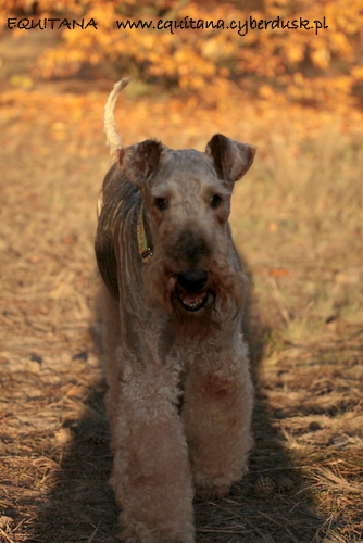 airedale-terrier331