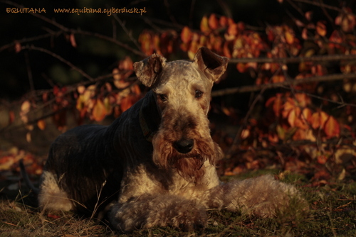 airedale-terrier332