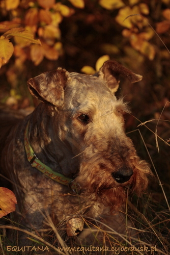 airedale-terrier339