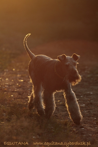 airedale-terrier338