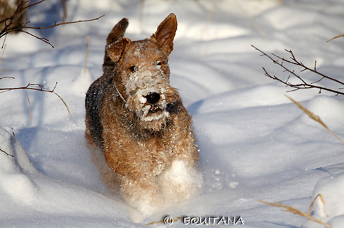 airedale-terrier34