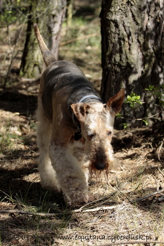 airedale-terrier341