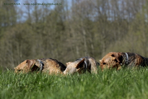 airedale-terrier342