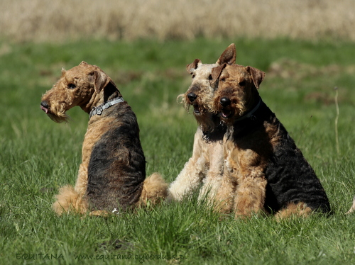 airedale-terrier343