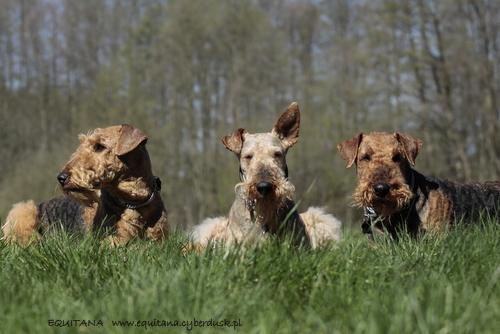 airedale-terrier344