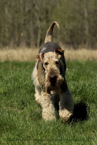 airedale-terrier346