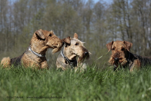 airedale-terrier348