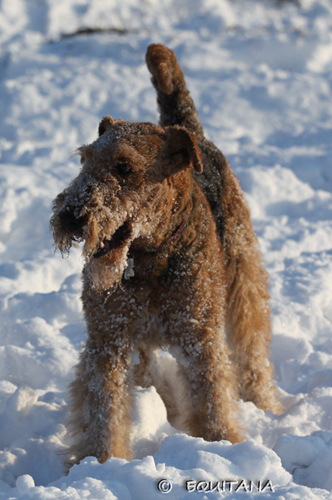 airedale-terrier35