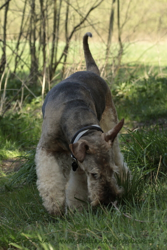 airedale-terrier351