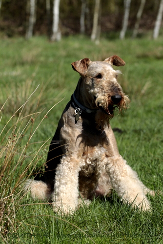 airedale-terrier352