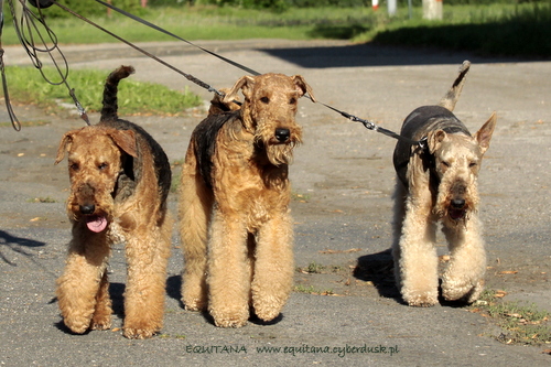 airedale-terrier353