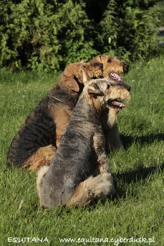 airedale-terrier357