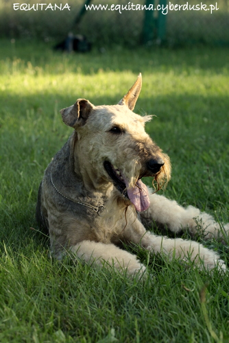 airedale-terrier358