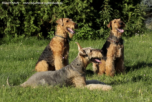 airedale-terrier359