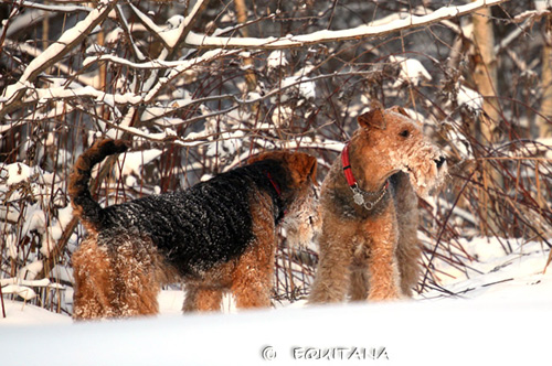 airedale-terrier36