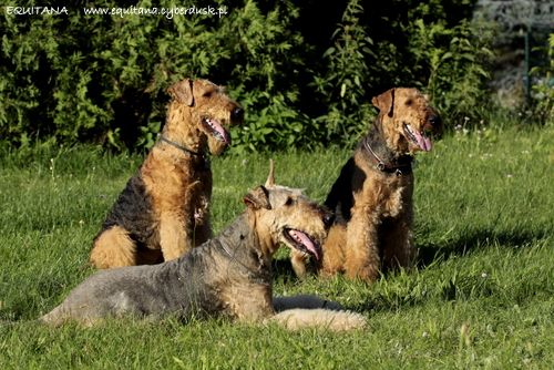 airedale-terrier362