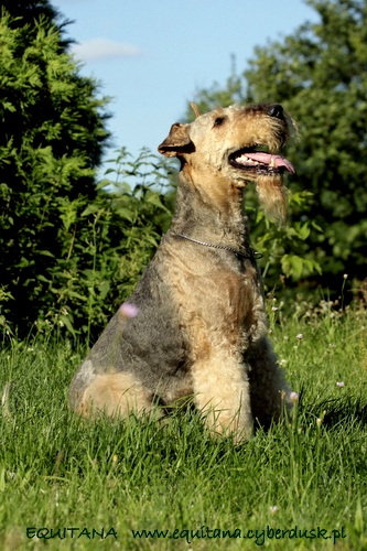 airedale-terrier364