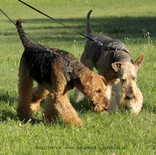 airedale-terrier366