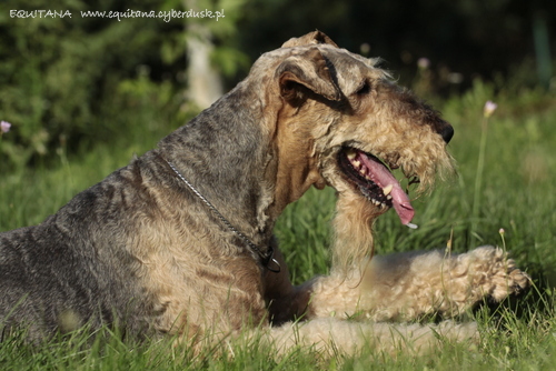 airedale-terrier367