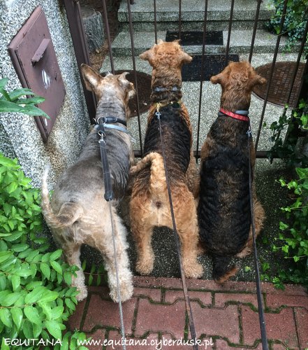 airedale-terrier369