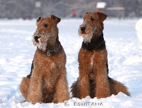 airedale-terrier37