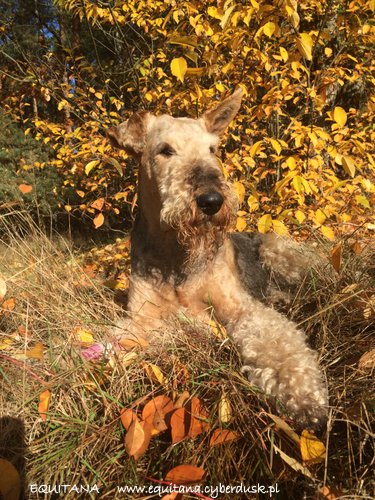 airedale-terrier371