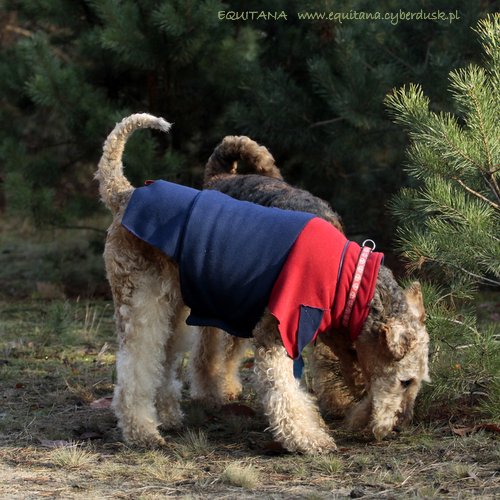 airedale-terrier372