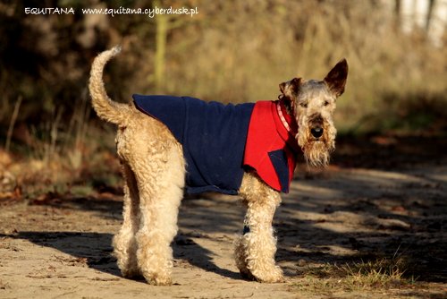 airedale-terrier374