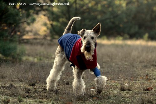 airedale-terrier376