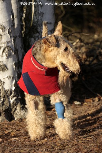 airedale-terrier377