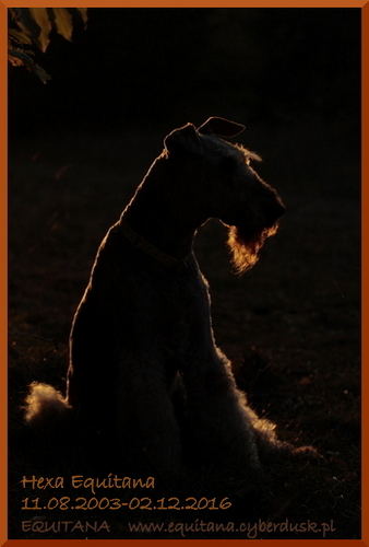 airedale-terrier378