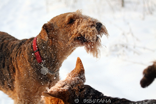 airedale-terrier38