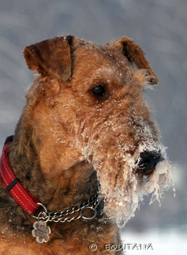 airedale-terrier39