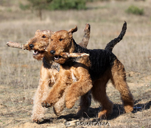 airedale-terrier4