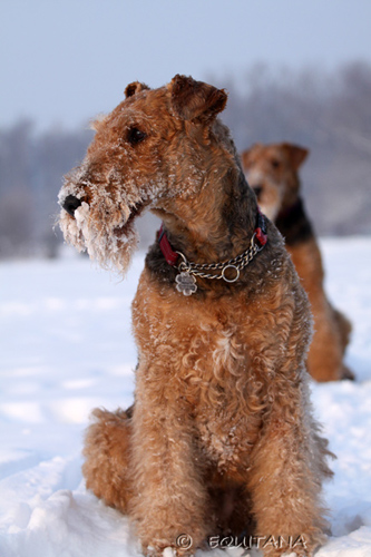 airedale-terrier40