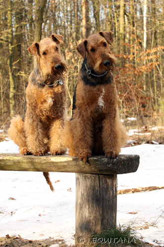 airedale-terrier41